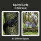 Squirrels The Card Game