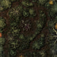 Lairs & Legends Ultimate Bundle