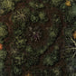 Lairs & Legends Ultimate Bundle
